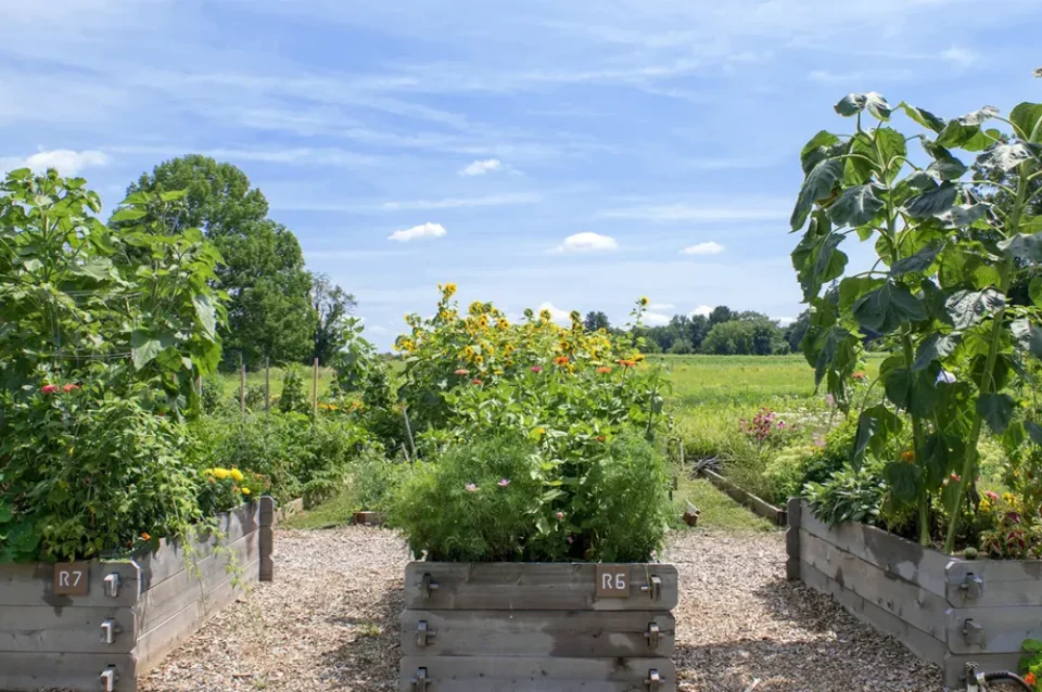 Duncaster community garden